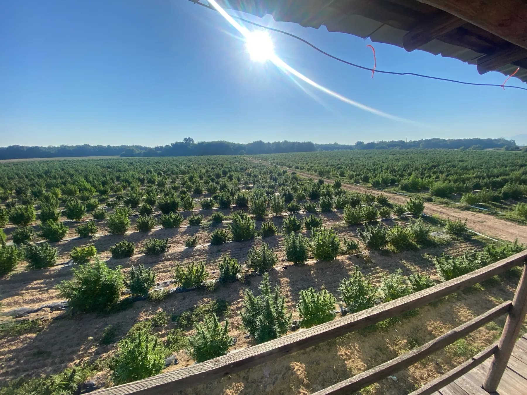 Campo di canapa Cannapopolis fotografato dall'alto in una giornata di sole