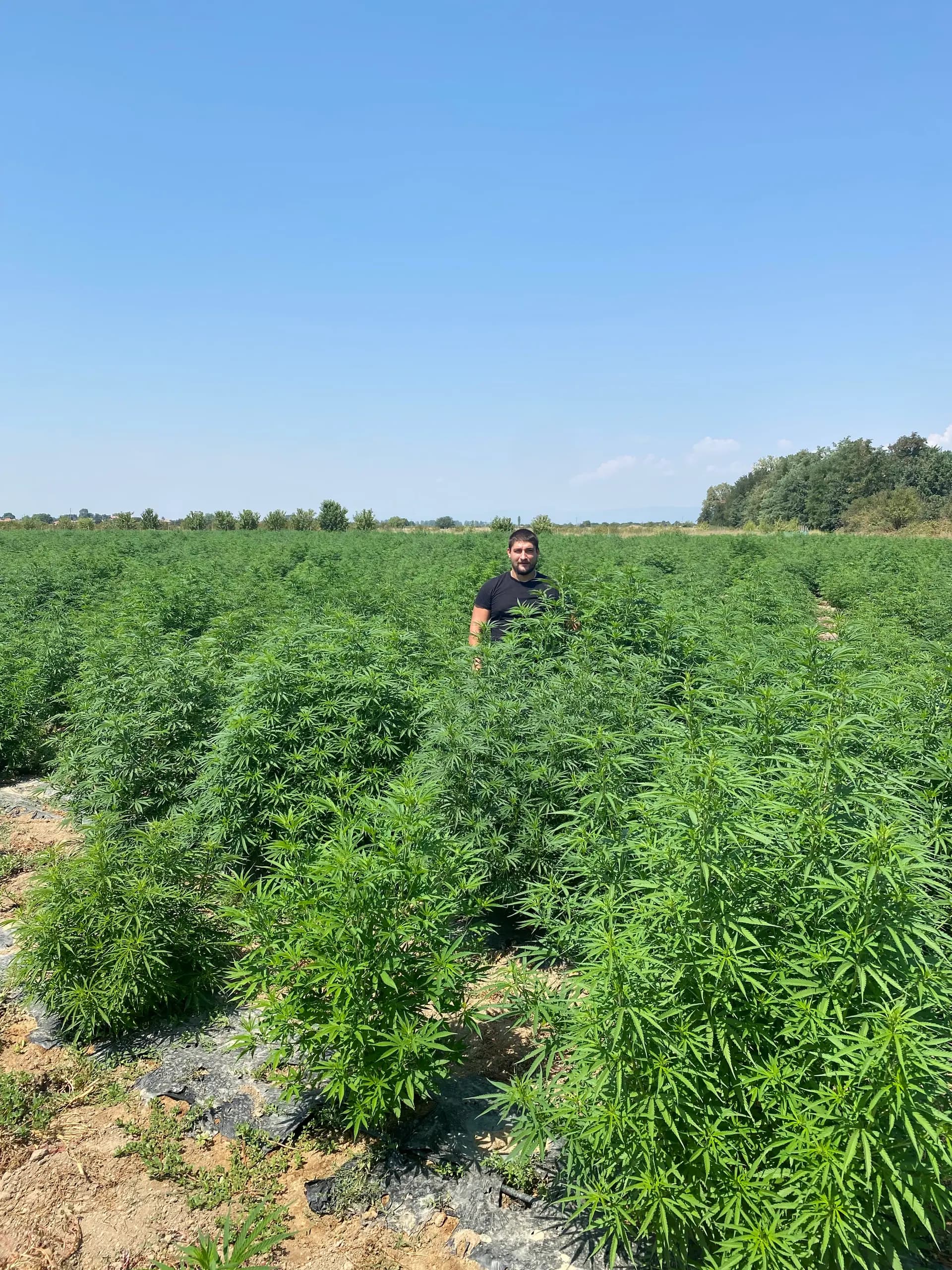 Yordan Milenov, fondatore Cannapopolis, in un campo di canapa